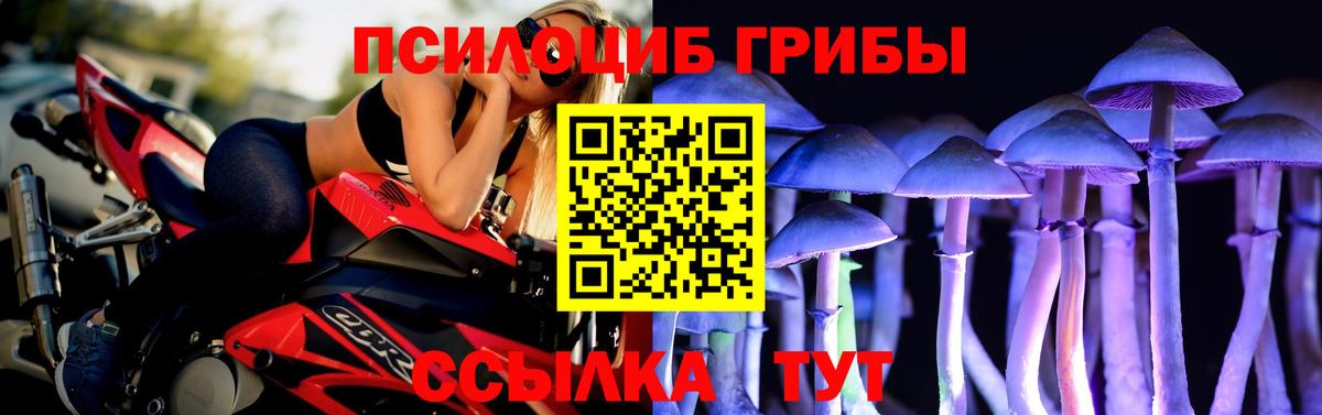 Галлюциногенные грибы Psilocybe Великие Луки